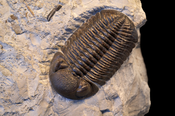Trilobite (Eldredgeops sp., Dévonien, Ohio, USA)